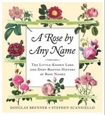 Douglas Brenner - Rose By Any Name, Inbunden