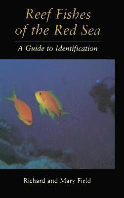 Reef Fish Of The Red Sea