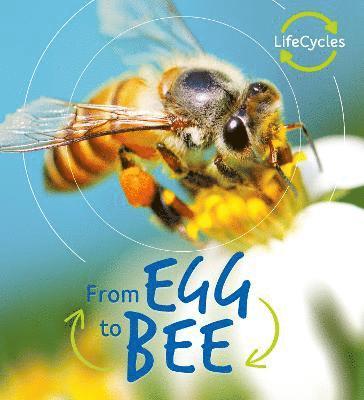 bokomslag Lifecycles: Egg to Bee