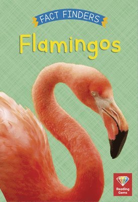 bokomslag Flamingos