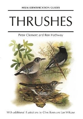 Thrushes 1