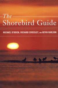 bokomslag Shorebirds