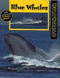 bokomslag Blue Whales