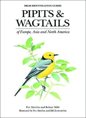 bokomslag Pipits and Wagtails of Europe, Asia and North America