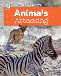 bokomslag Animals Attacking