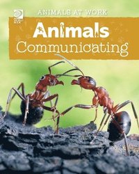 bokomslag Animals Communicating