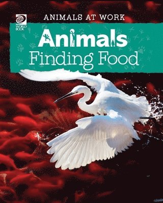 Animals Finding Food 1