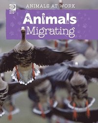 bokomslag Animals Migrating