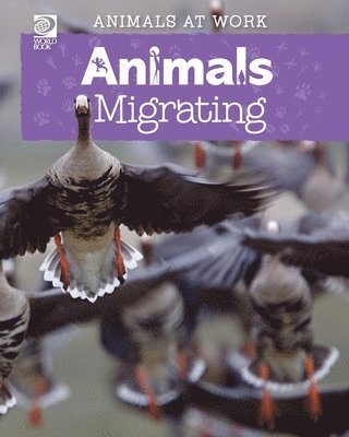 bokomslag Animals Migrating