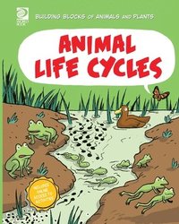 bokomslag Animal Life Cycles