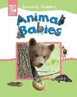 Animal Babies 1