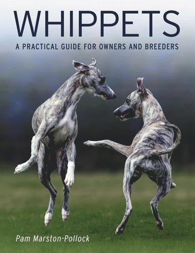 bokomslag Whippets