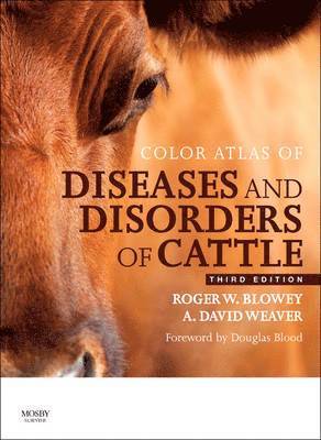 bokomslag Color Atlas of Diseases and Disorders of Cattle