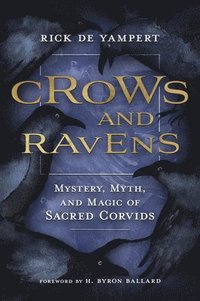 bokomslag Crows and Ravens