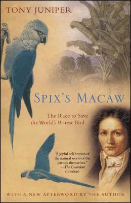 Spix's Macaw 1
