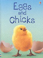 bokomslag Eggs and Chicks