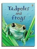 bokomslag Tadpoles and Frogs