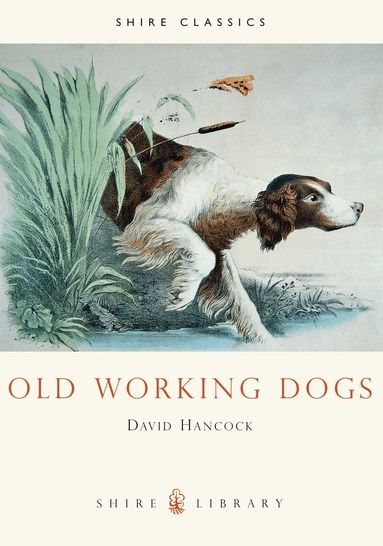David Hancock - Old Working Dogs, Häftad