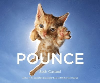 Pounce 1