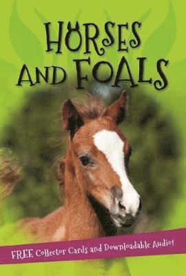 It's all about... Horses and Foals 1