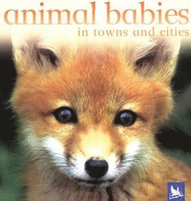 Kingfisher Books - Animal Babies in Towns and Cities, Kartonnage