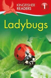 bokomslag Ladybugs