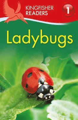 bokomslag Ladybugs