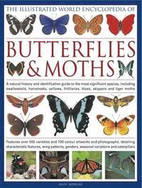 bokomslag Illustrated World Encyclopedia of Butterflies & Moths