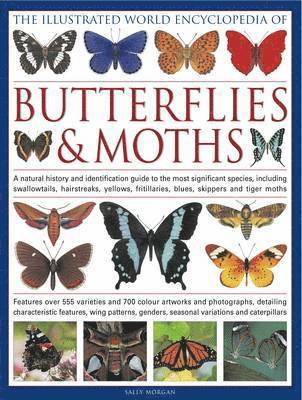 bokomslag Illustrated World Encyclopedia of Butterflies & Moths