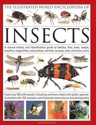 bokomslag The Illustrated World Encyclopaedia of Insects