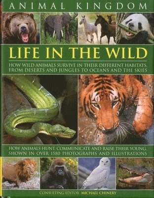 Michael Chinery - Animal Kingdom, Inbunden