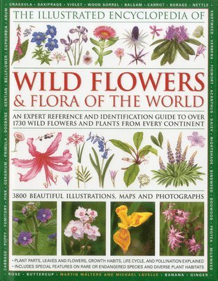 bokomslag Illustrated Encyclopedia of Wild Flowers & Flora of the World