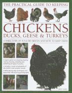 bokomslag Practical Guide to Keeping Chickens, Duck, Geese & Turkeys