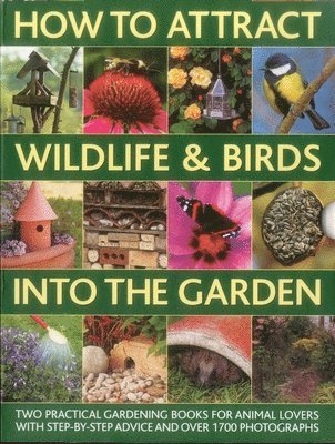 How to Attract Wildlife & Birds into the Garden 1