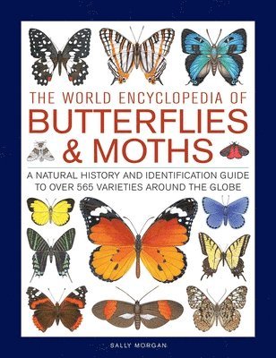 Sally Morgan - Butterflies & Moths, The World Encyclopedia of, Inbunden