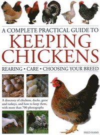 bokomslag Keeping Chickens, Complete Practical Guide to