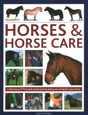 bokomslag Horses & Horse Care