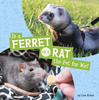 Is a Ferret or a Rat the Pet for Me? 1