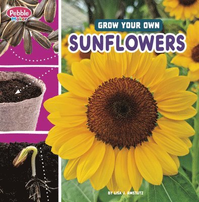 Grow Your Own Sunflowers 1