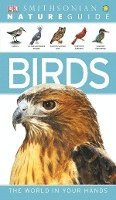 bokomslag Nature Guide: Birds