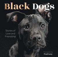 bokomslag Black Dogs