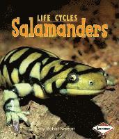 bokomslag Salamanders