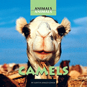 bokomslag Camels