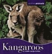 bokomslag Kangaroos