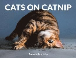 Cats On Catnip 1