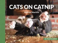 bokomslag Cats on Catnip: 20 Postcards