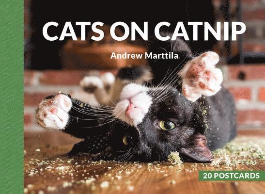 Cats on Catnip: 20 Postcards 1