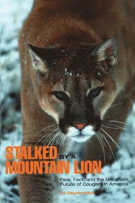 Stalked by a Mountain Lion 1