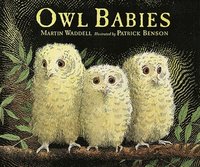 bokomslag Owl Babies