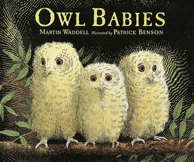 Martin Waddell - Owl Babies Big Book, Häftad